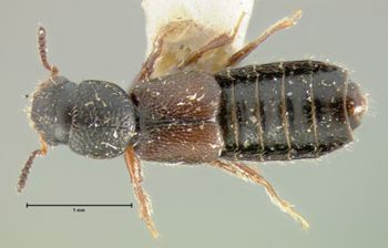 Media type: image;   Entomology 6541 Aspect: habitus dorsal view